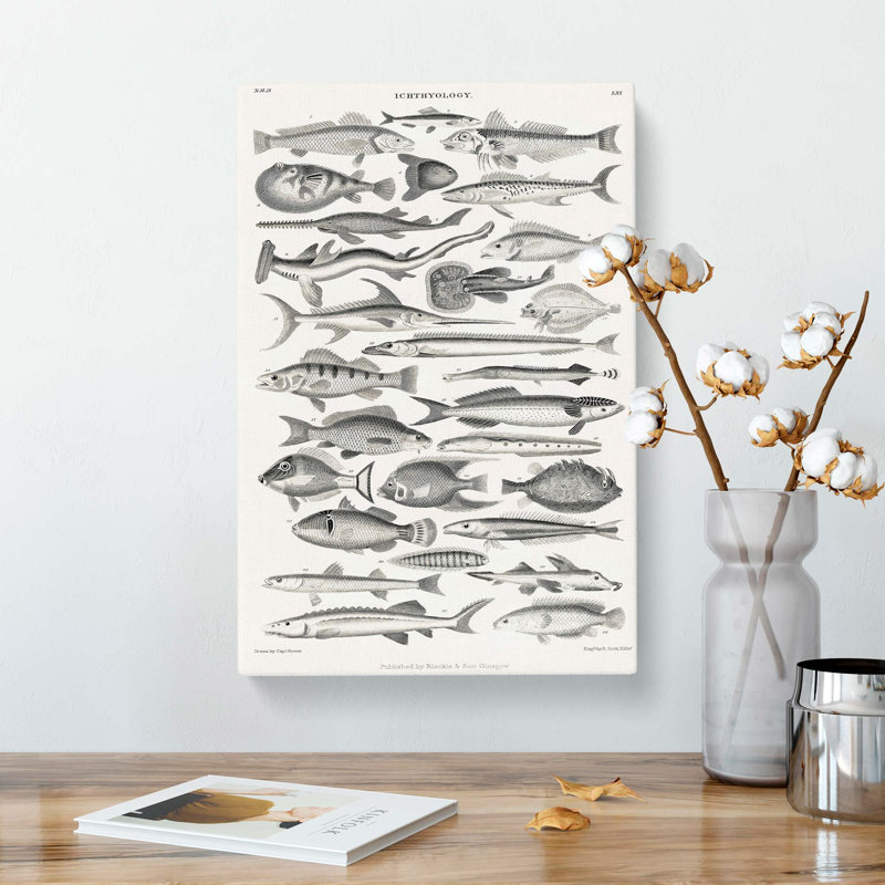 Study of Fish LXL by Oliver Goldsmith - Wrapped Canvas Drawing - Wrapped Canvas, 91cm H x 60cm W x 3cm D