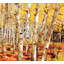 Aspen Grove Print by Waldron, Sarah-353601042-353601043
