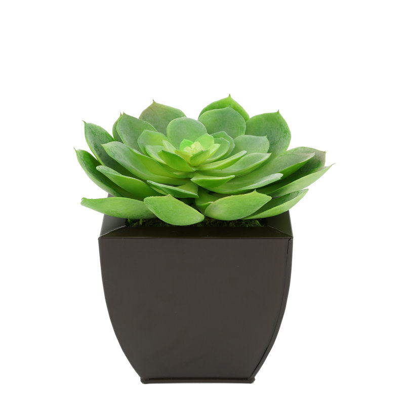 8.5'' Faux Succulent in Metal Pot, Matte Brown