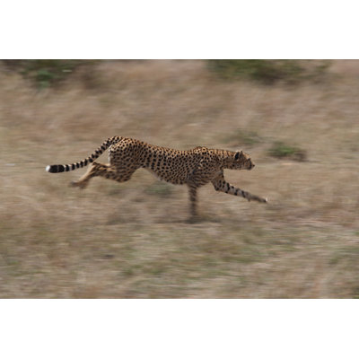 Hunting by GP232 - Wrapped Canvas Print