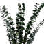 Ensemble de 4 bouquets d'eucalyptus séchés-209624961