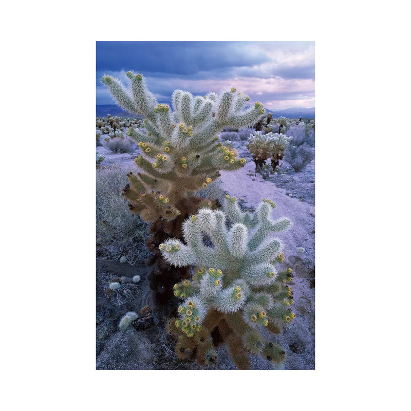 Teddy Bear Cholla Under Stormy Skies, Joshua Tree National Park by Tim Fitzharris - Wrapped Canvas Print