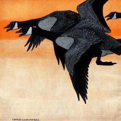 " Canadian Geese "