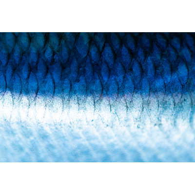 Herring Fish Scale Details by Piola666 - Wrapped Canvas Print
