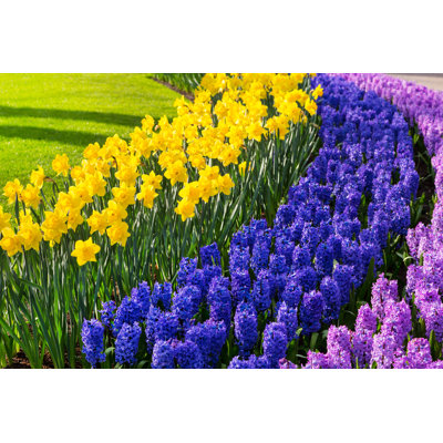 Lannon Colourful Flowers - Wrapped Canvas Print