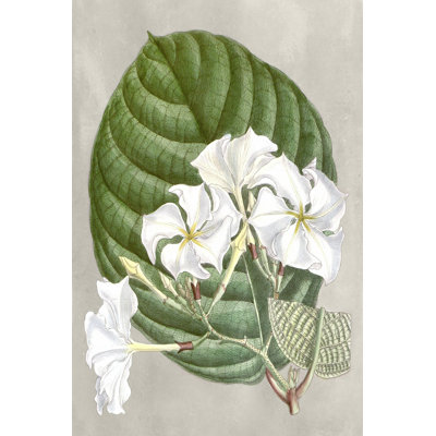 Alabaster Blooms I by Curtis - Wrapped Canvas Print