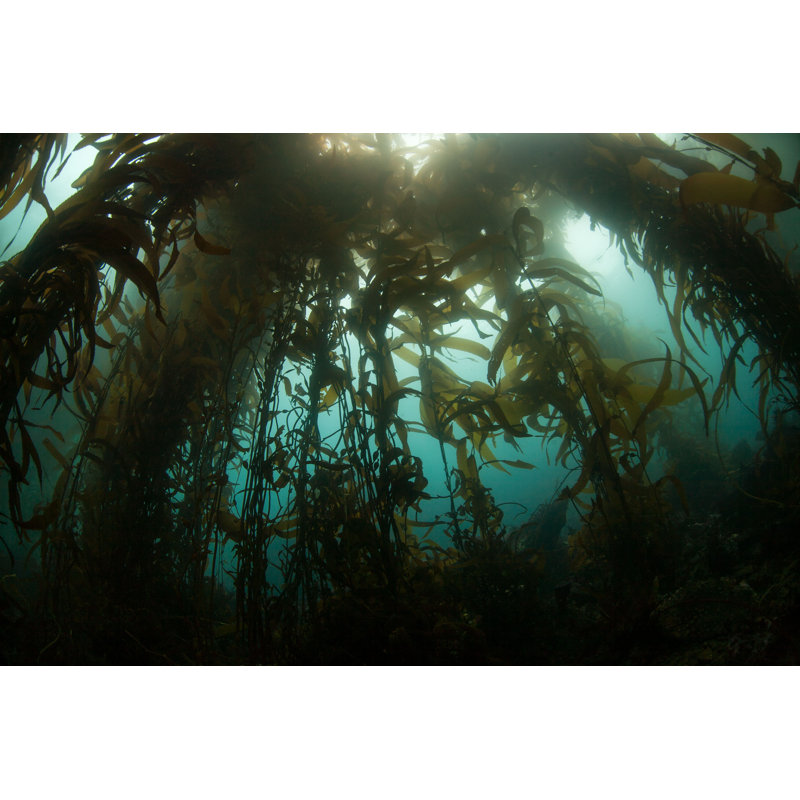 Forêt de varech par Velvetfish - Photographie sur toile tendue, H 12 po x l 18 po