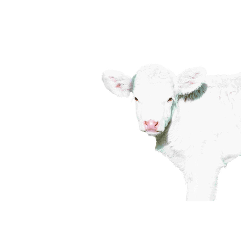 " White Calf ", 20" H x 30" W  