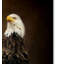 «Portrait of An Eagle» par Vidur, impression sur toile tendue-22073237