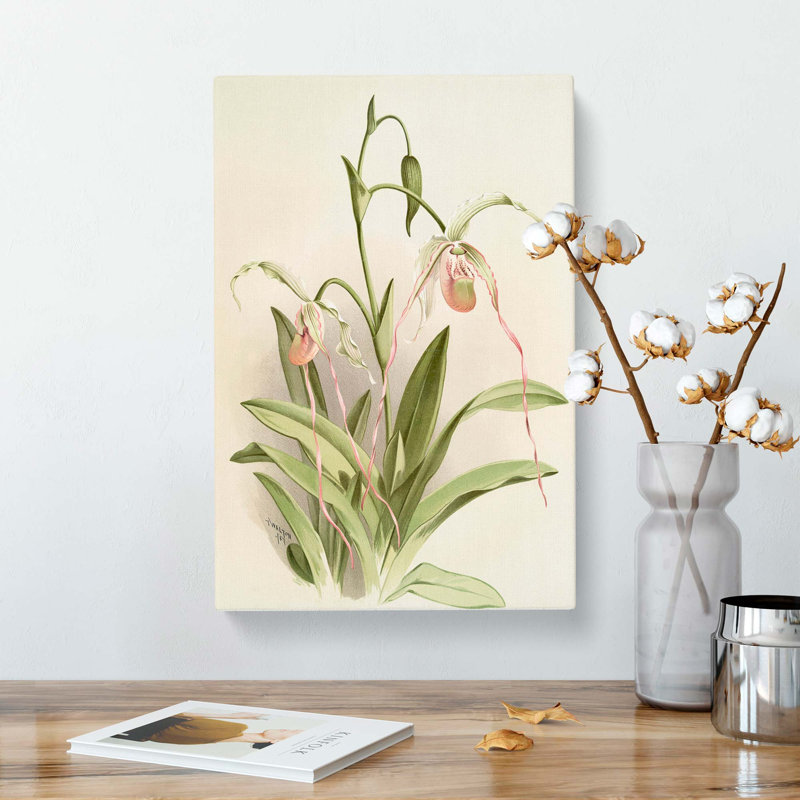 Magnolia Flowers Illustration Tab.16 by Frederick Sander - Wrapped Canvas Print, 76cm H x 50cm W x 3cm D