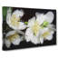 White Jasmine Flowers - Wrapped Canvas-55305518