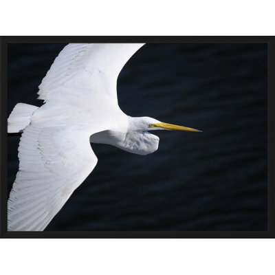 Gliding Egret' Framed Photographic Print on Glass