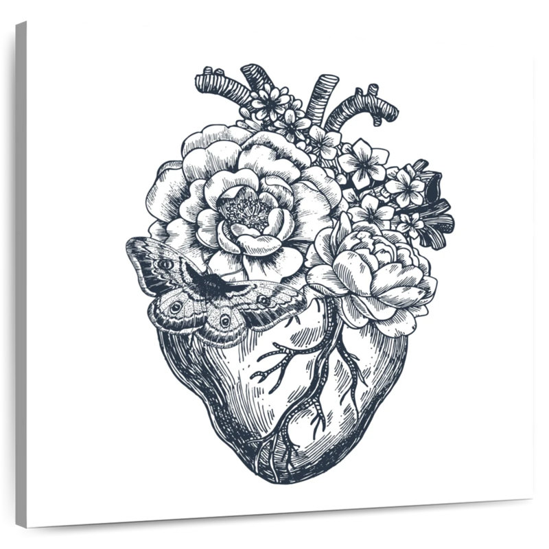 Anatomie du cœur Harnek
