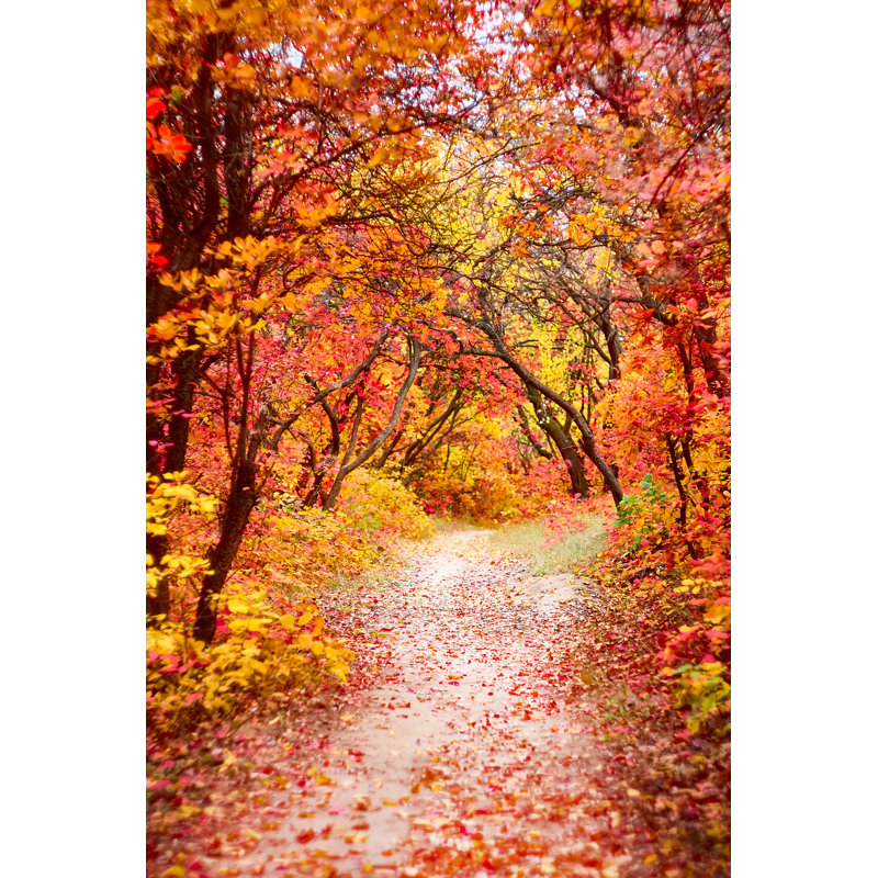 Autumn Trees - Photographie sur toile tendue, H 36 po x l 24 po