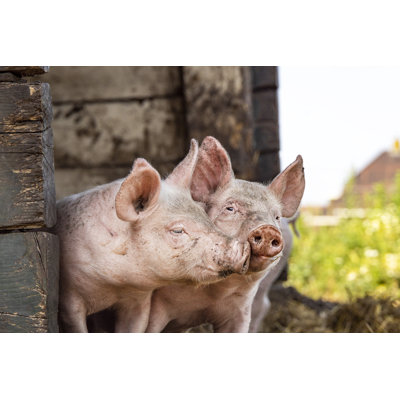 Piglets Playing Together by Clara Bastian - Wrapped Canvas Print