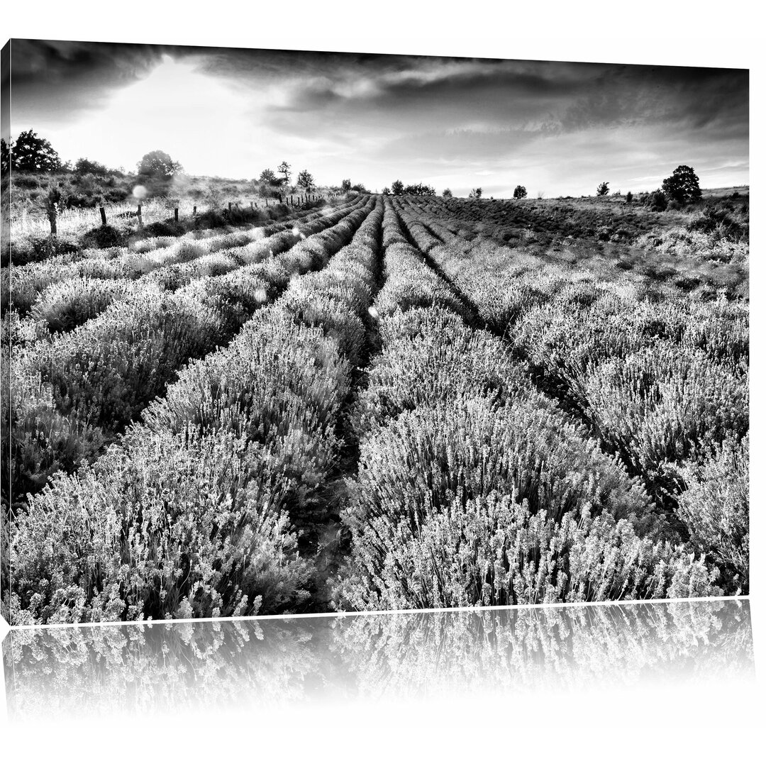 Leinwandbild Lavendelfeld Provence in Monochrom