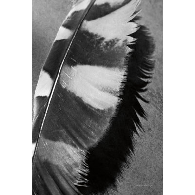 " Feather Shadow I " by Debra Van Swearingen