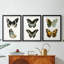 Papillons bleus antiques I - reproduction encadrée sur mesure de qualité supérieure mate - 3 pièces-701876152-701876155