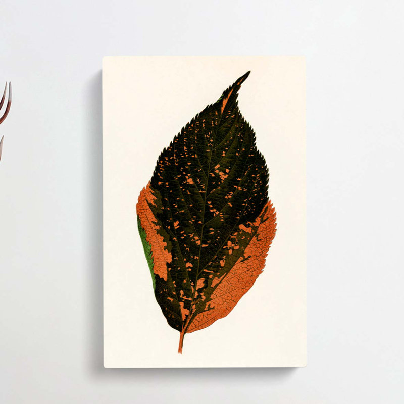 Autumn Leaf by Benjamin Fawcett - Wrapped Canvas, 76cm H x 50cm W x 3cm D