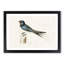 Male Barn Swallow by Von Wright - Picture Frame Art Print-55576862-55576861