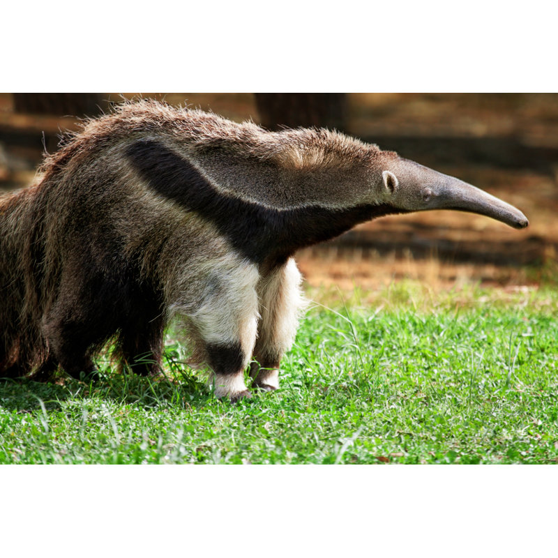 Whitby Whitby Giant Anteater (Myrmecophaga Tridactyla) - Wrapped Canvas Print, 30cm H x 46cm W x 3.8cm D