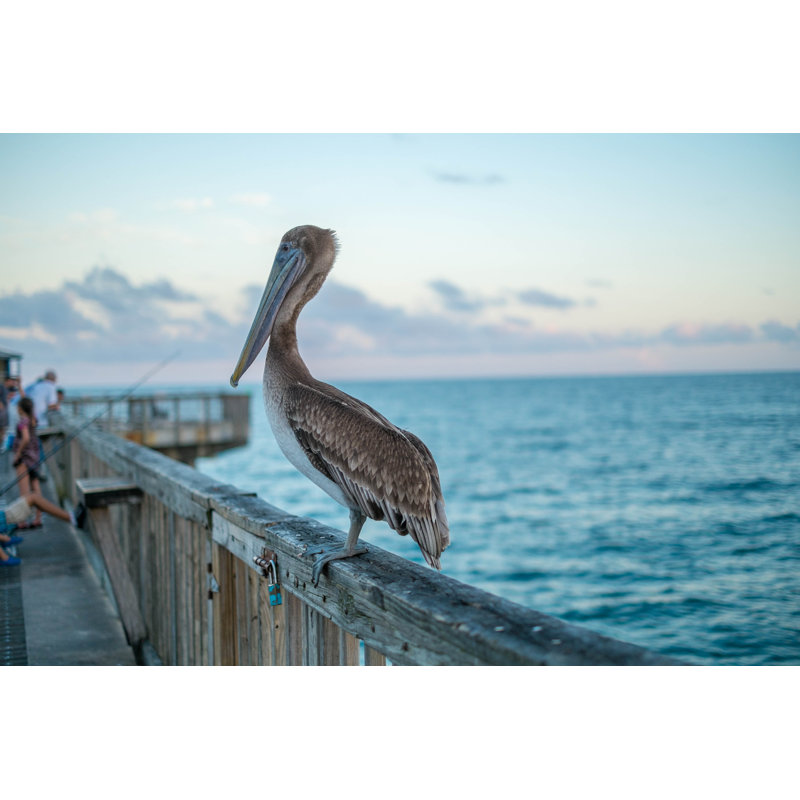 Pelican on the fence, 51cm H x 76cm W