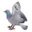 AILES DE PIGEON-1073083669