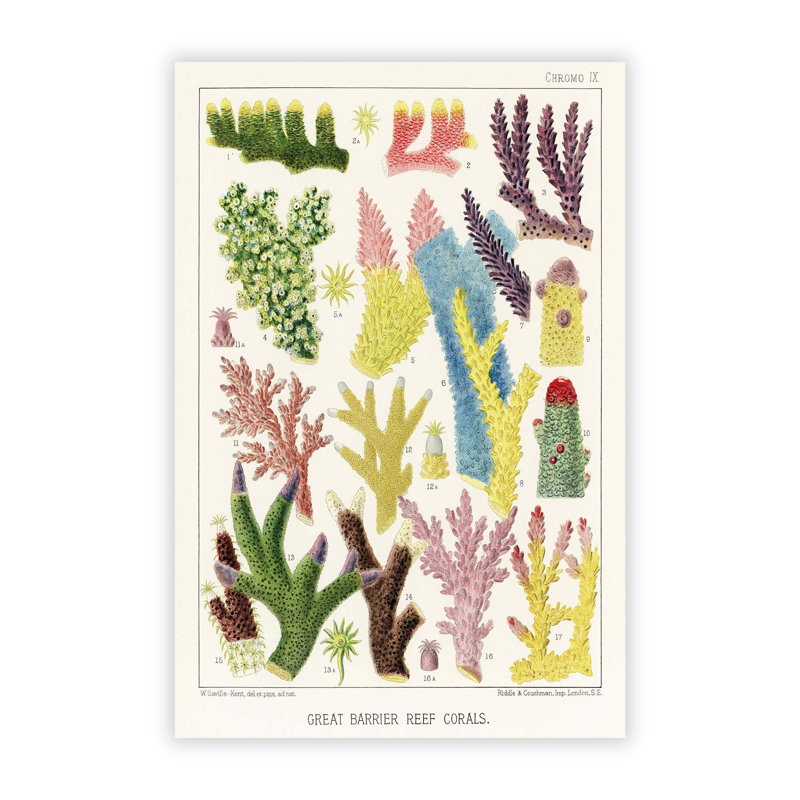 Great Barrier Reef Corals IX by W. Saville-Kent - No Frame Painting, 59.4 cm H x 42 cm W