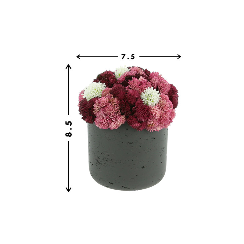 Succulent Arrangement in Vase, 8.5" H x 7.5" W x 7.5" D