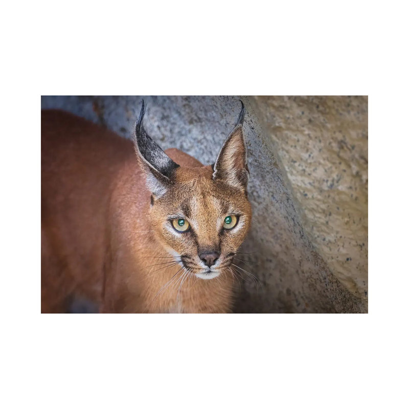 Caracal Portrait by Jeffrey C. Sink - Wrapped Canvas Print, 20.32 cm H x 30.48 cm W