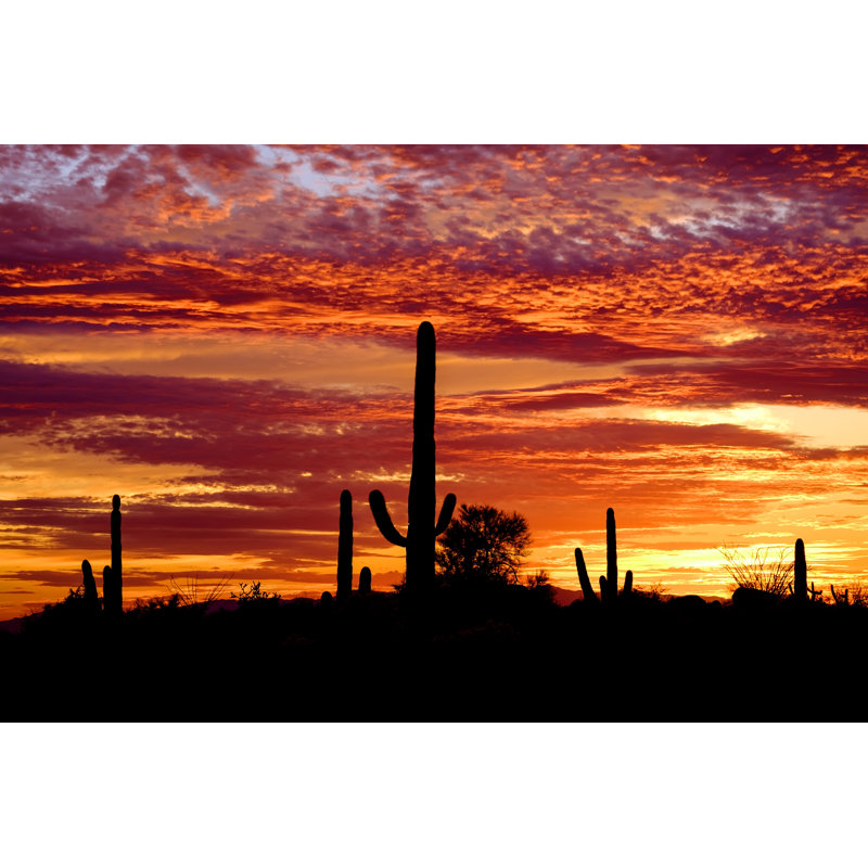 Saguaro Cactus-Desert - Photographie sur toile tendue, L 12 po x H 8 po