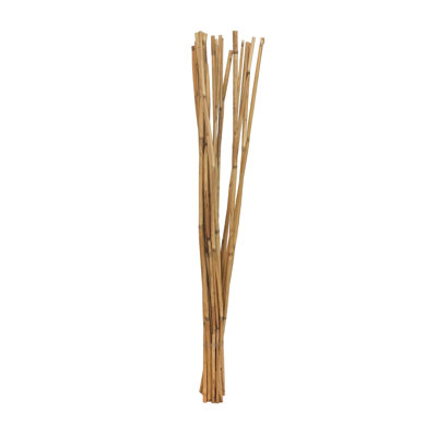 Tige de bambou Dunshee