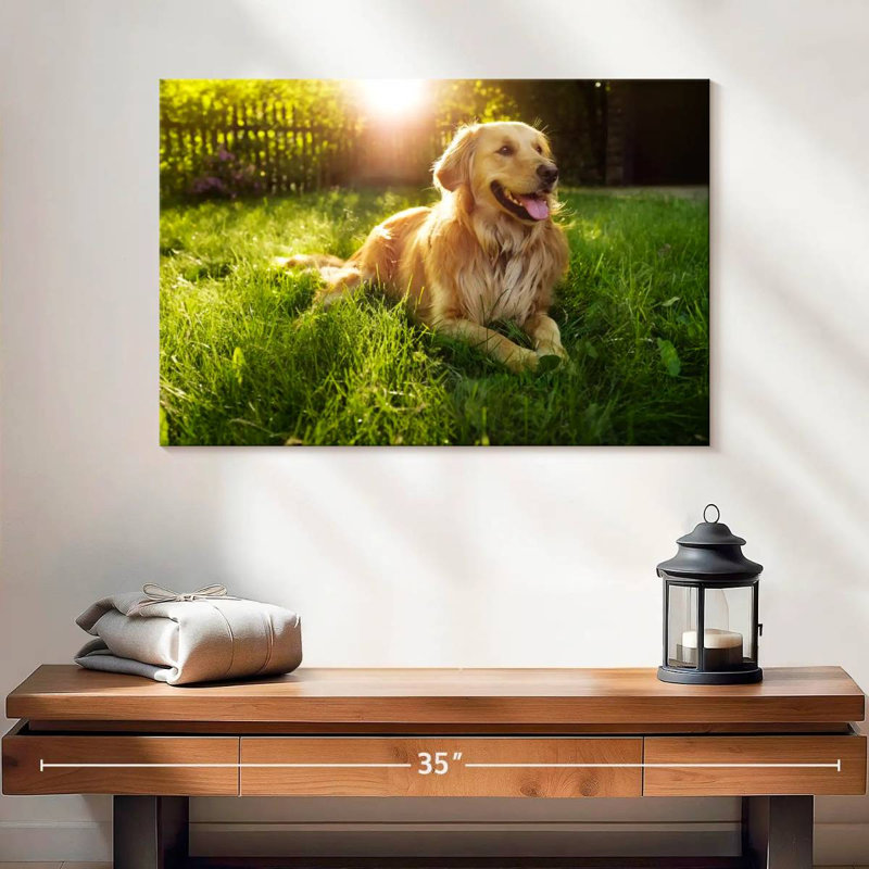 Golden retriever Brampt ensoleillé, H 16 po x l 24 po