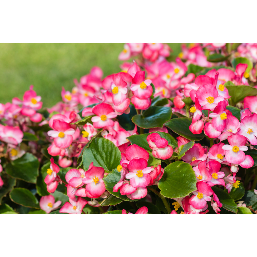 Pink Begonias In Bloom - Print