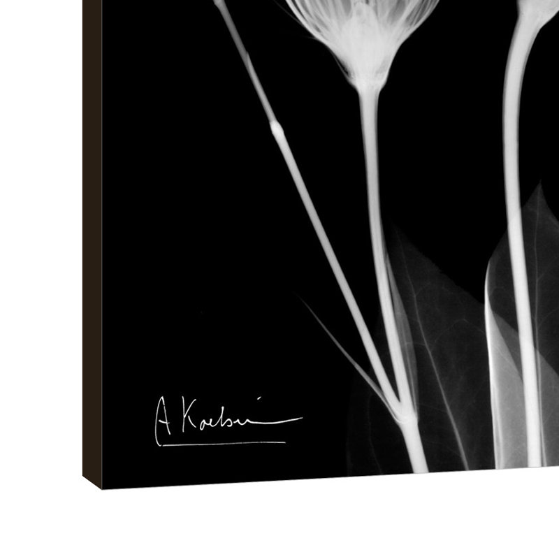 Gentiane blanche - impression sur toile tendue, H 48 po x l 48 po