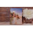 Naveen - Serenity Angel 8x6 Mini Lighted Easel Back Canvas