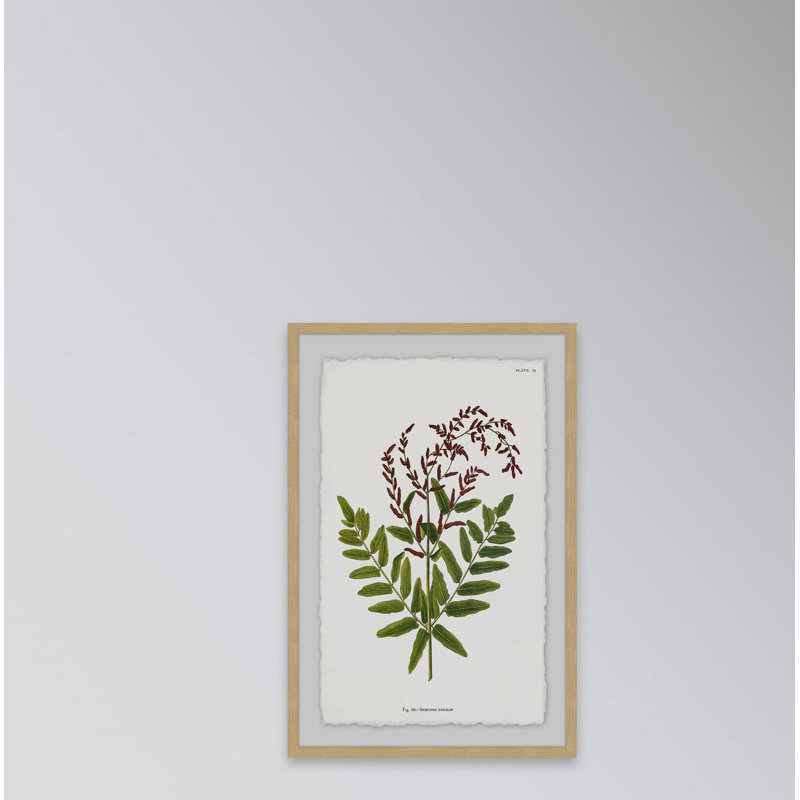 Sympathy Ferns - Single Picture Frame Print, 30 cm H x 20 cm W