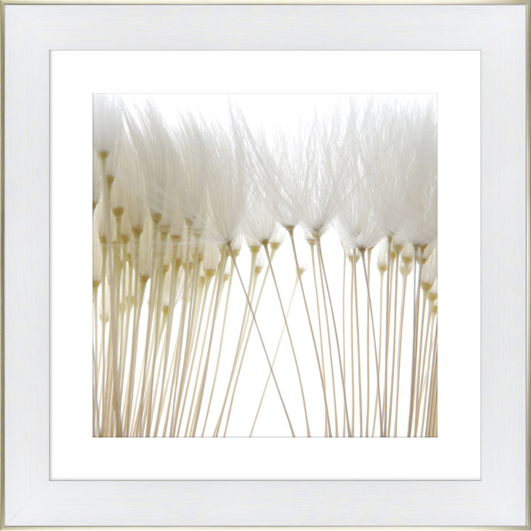 Gerahmtes Poster Fluffy Dandelion in Sepia