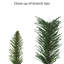 24'' Artificial Pine Wreath