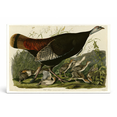 Wild Turkey (1827) — Landscape Canvas Wall Art