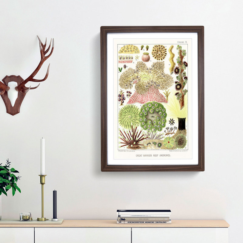 Great Barrier Reef Anemones by W. Saville-Kent - Framed Print, 36cm H x 27cm W x 2cm D, Walnut Framed