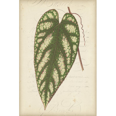Textured Leaf Study II - Wrapped Canvas Art Prints
