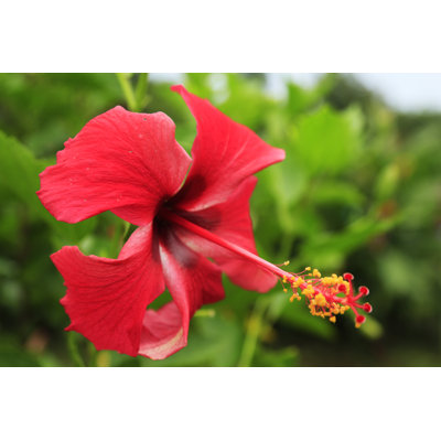 Filomeno " Flower " by Sade Gorriz Martã­Nez