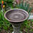 Aster Birdbath
