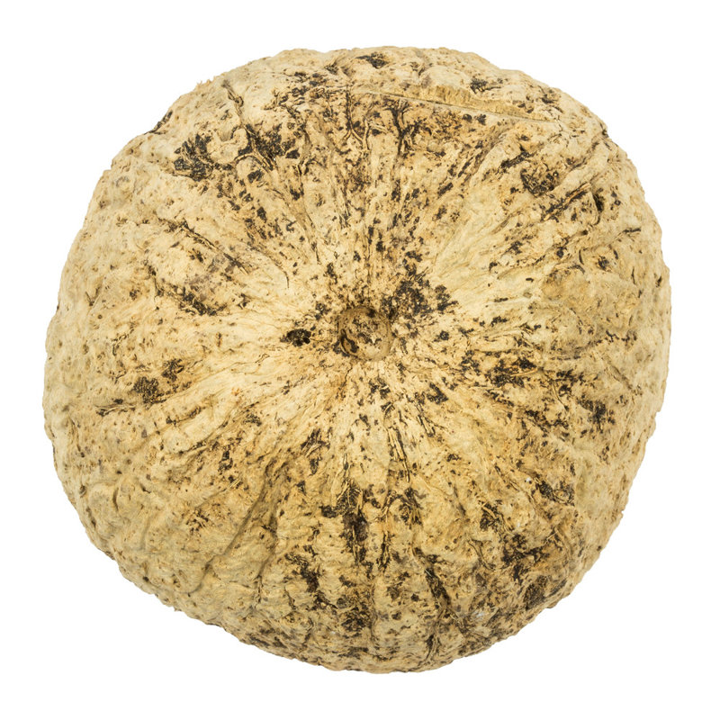 Noix de coco maya entièrement naturelle, séchée, À moitié blanchi