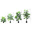 Faux Plant in Pot Liner-1171509833