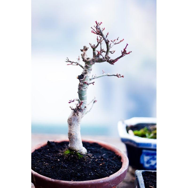 Bonsai Tree by KseniaMay - Wrapped Canvas Print, 76cm H x 51cm W