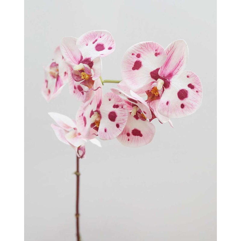 Phalaenopsis Orchidée Blanche 23 po, White, 23" H x 3" W