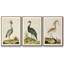 Heron Portrait I, ensemble de 3 toiles encadrées-97792276-97792273