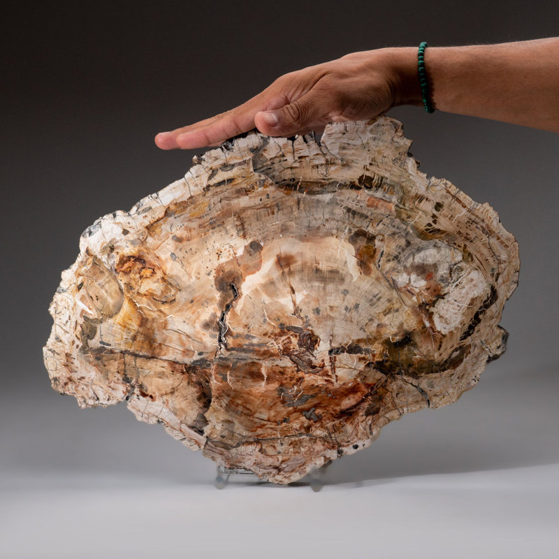 Genuine Polished Petrified Wood Slice with Acrylic Display Stand (6 lbs)